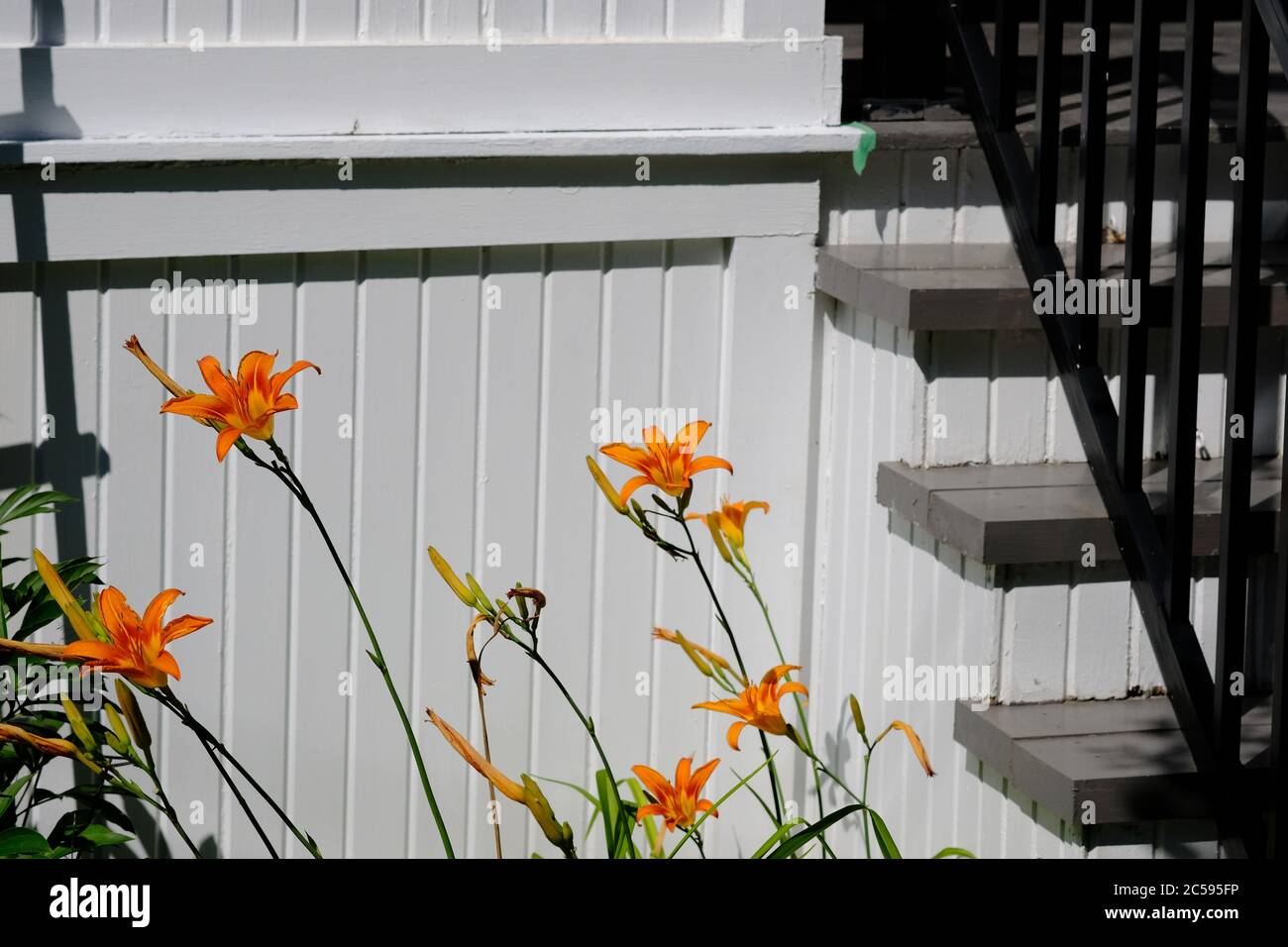 Des daylides orange (Hemerocallis fulva) et des bourgeons s'étendant devant un porche blanc et des marches dans un jardin Glebe, Ottawa (Ontario), Canada. Banque D'Images