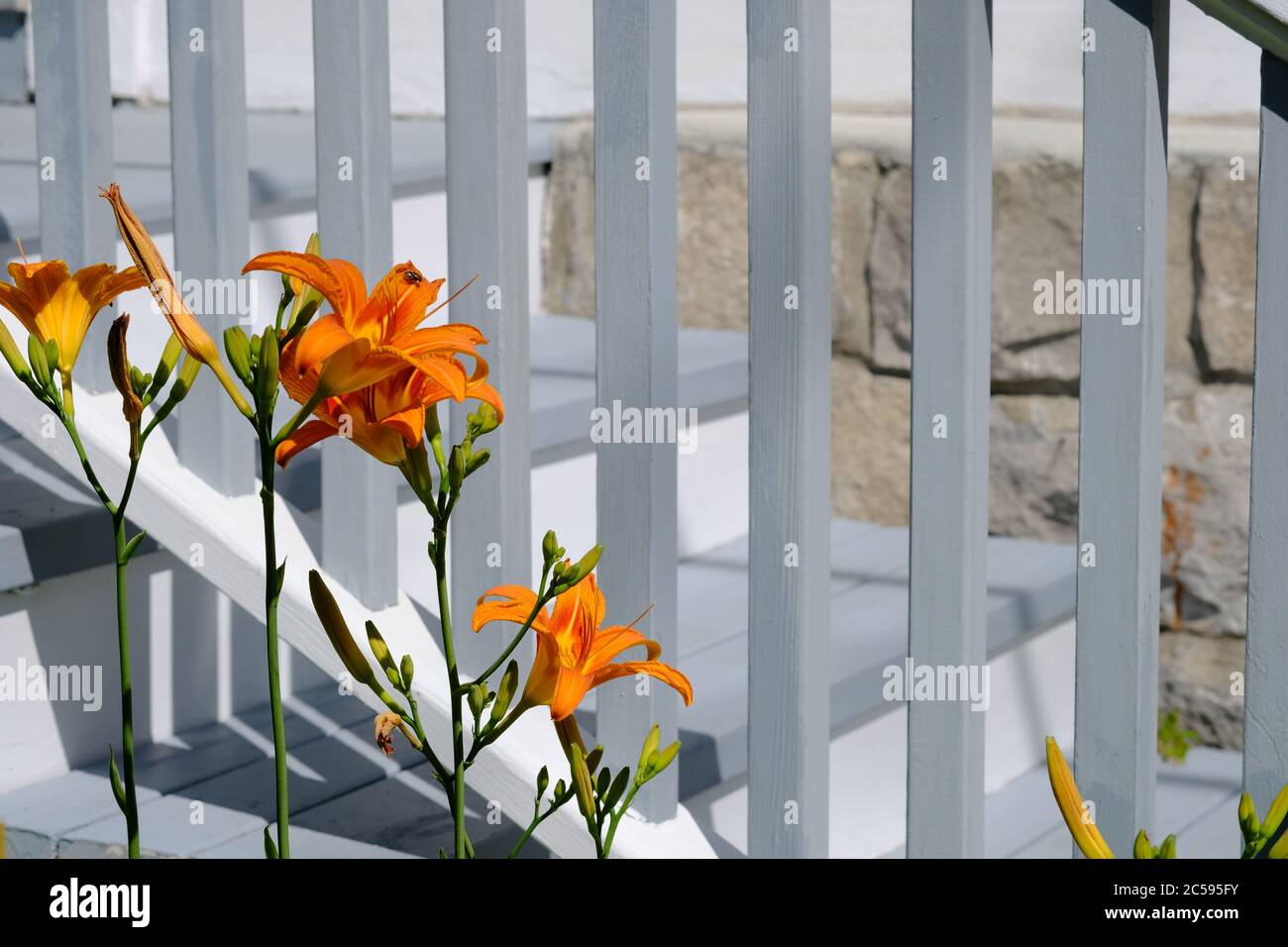 Des daylilas orange (Hemerocallis fulva) et des bourgeons devant un ensemble de marches et de balustrades blancs et gris dans un jardin Glebe, Ottawa (Ontario), Canada. Banque D'Images