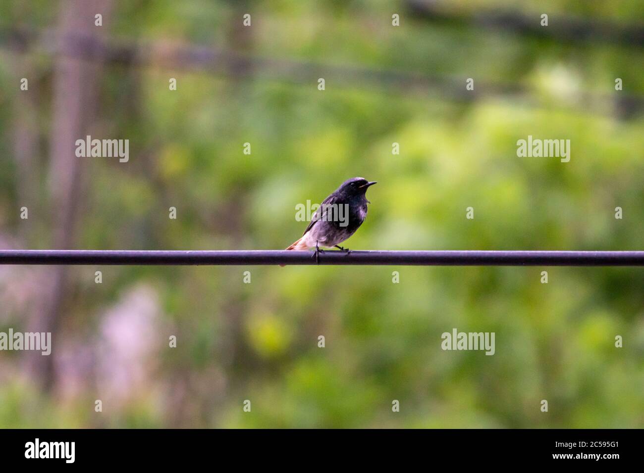 redstart noir mâle, assis sur un câble électrique Banque D'Images