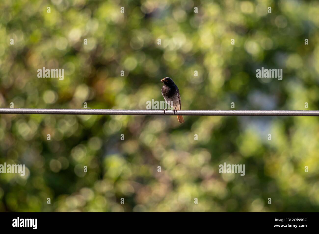 redstart noir mâle, assis sur un câble électrique Banque D'Images