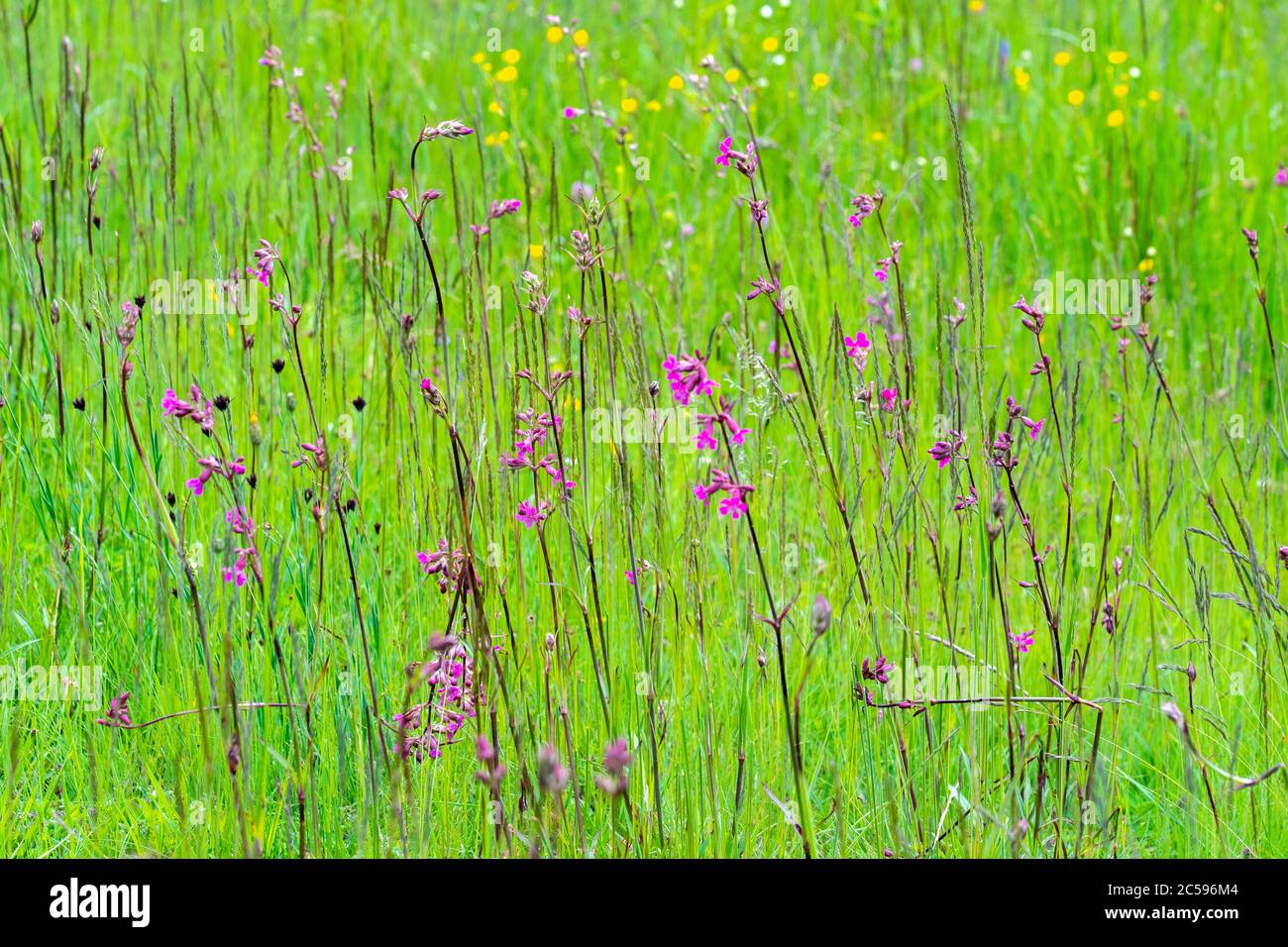 fleurs multicolores sur la plaine verte lors d'une belle journée d'été Banque D'Images