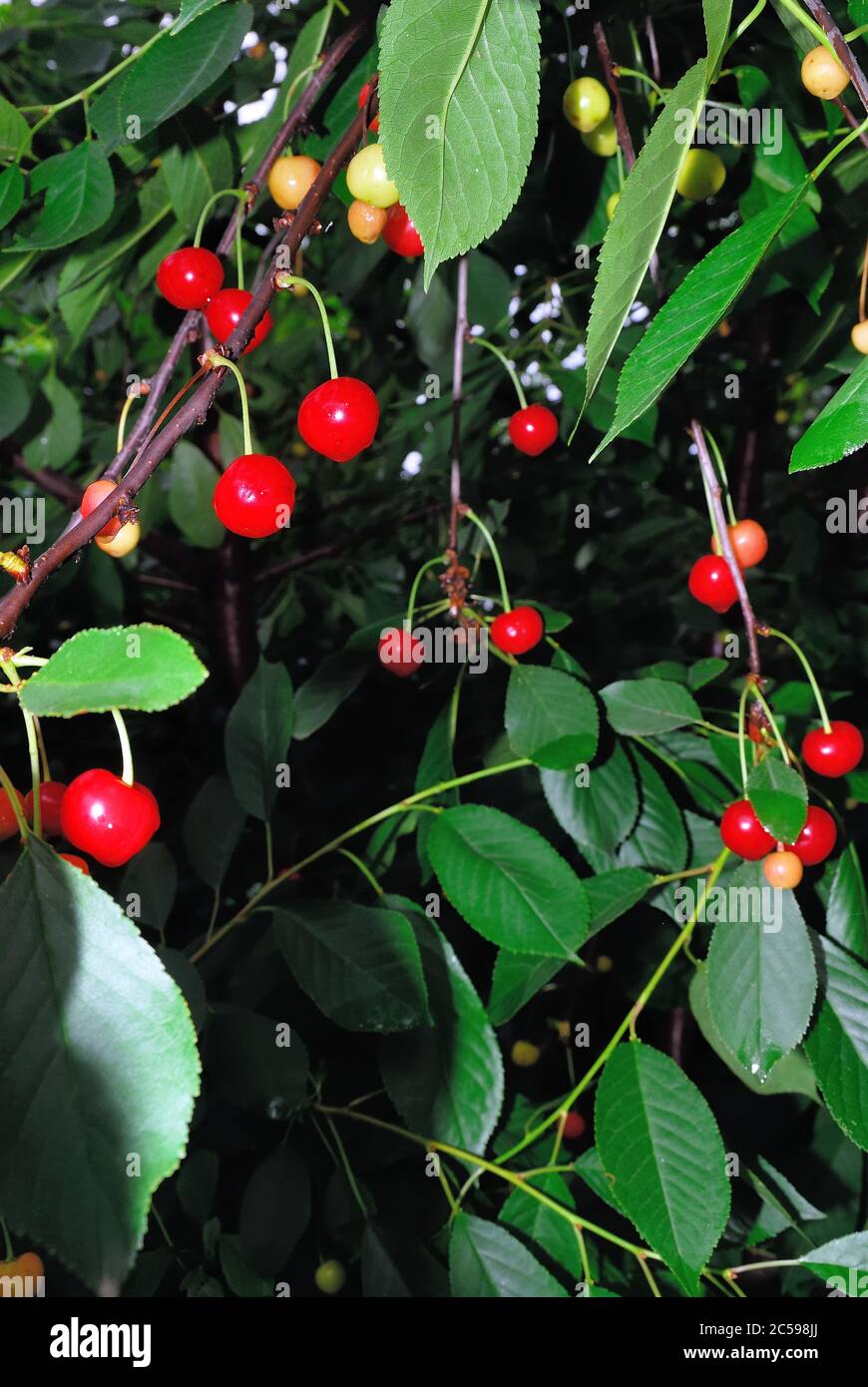Cerises aigres mûres sur un arbre de Prunus cerasus Banque D'Images