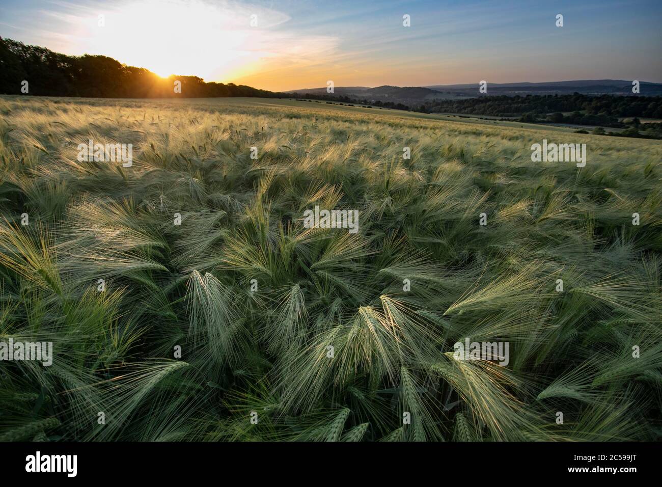 Le soleil se dresse au-dessus d'un champ de blé, le North Downs Guildford, Surrey, Royaume-Uni. Banque D'Images