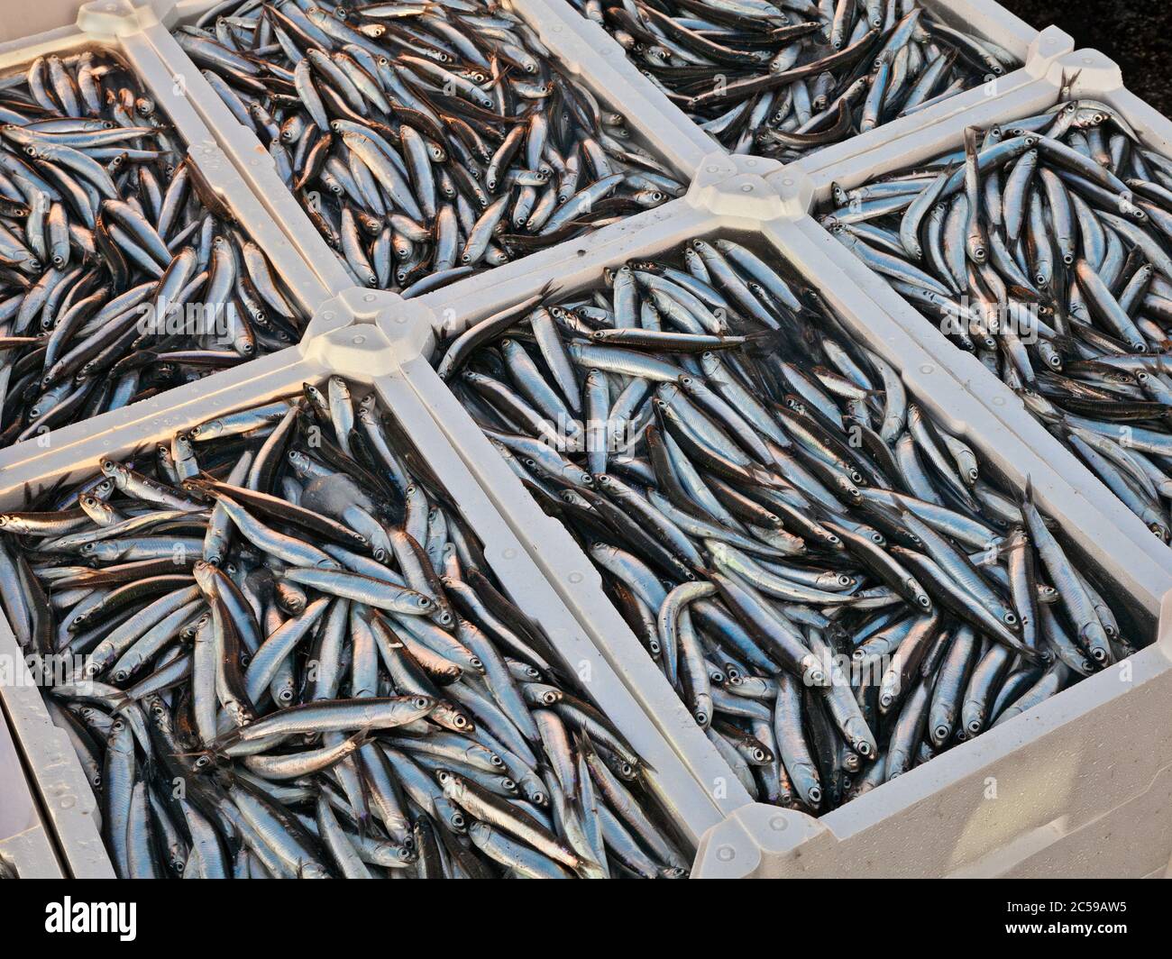 anchois méditerranéens, caisses de poissons frais gras de la mer Adriatique italienne Banque D'Images
