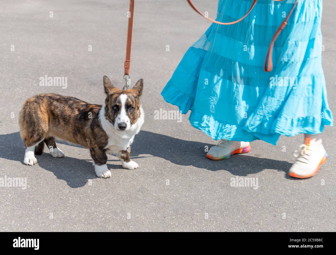 La femme marchant galloise Corgi gilet chien Banque D'Images