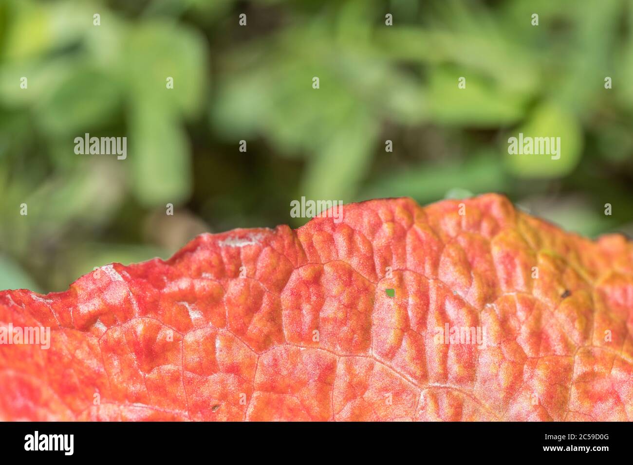 Résumé macro gros plan détail de feuille malade de large-leaved Dock / Rumex obtusifolius - peut-être de Ramularia rubéole. Banque D'Images