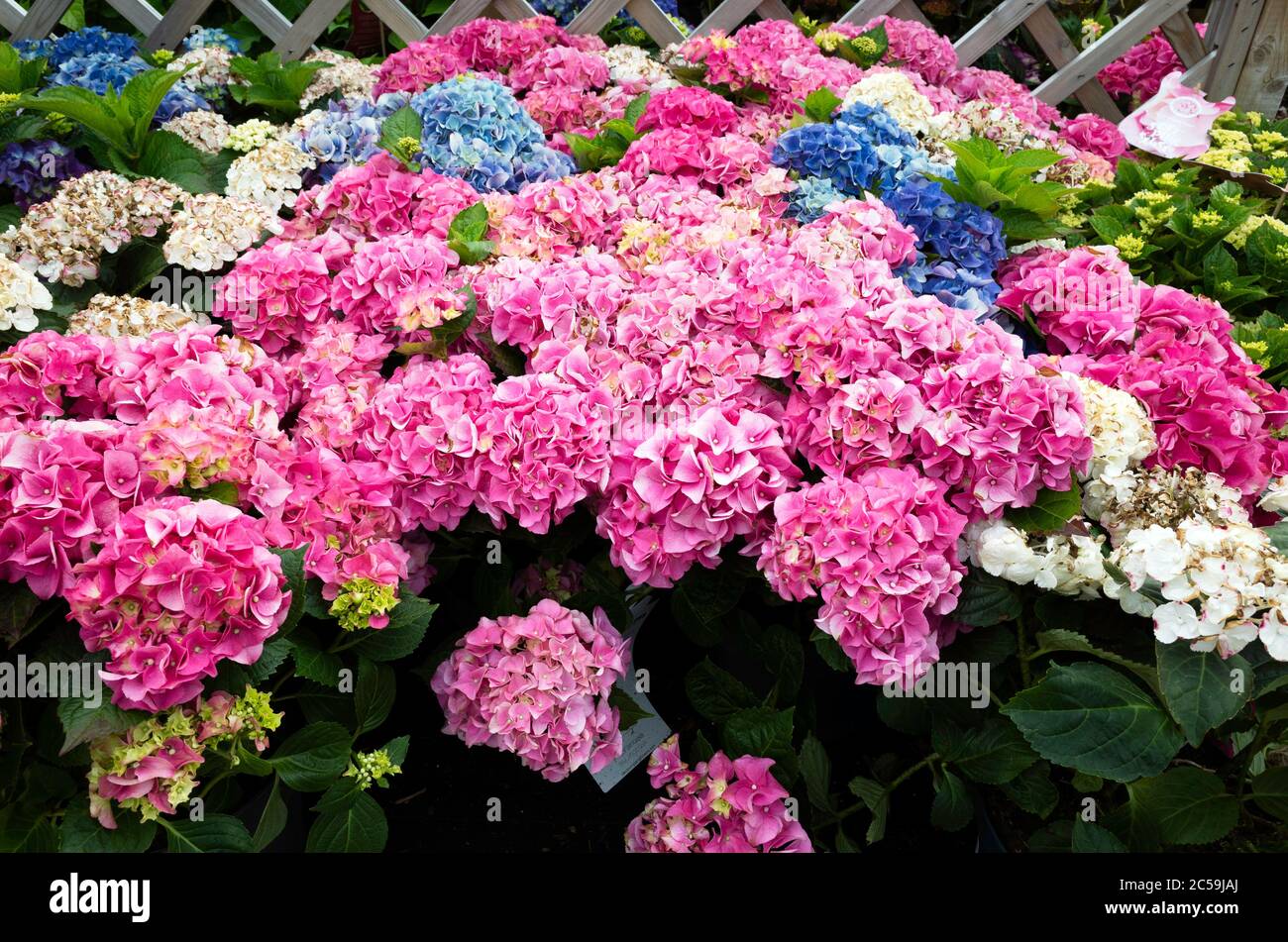 Exposition de plantes en pots d'Hydrangea dans un jardin bien approvisionné en été Banque D'Images