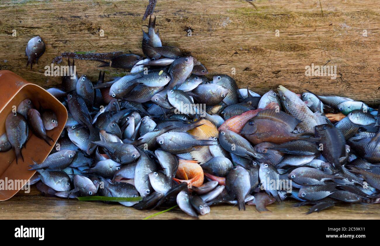 Indonésie, Nusa Tenggara, Timor oriental, île de Pantar, panier de petits poissons dans le bateau de pêche Banque D'Images