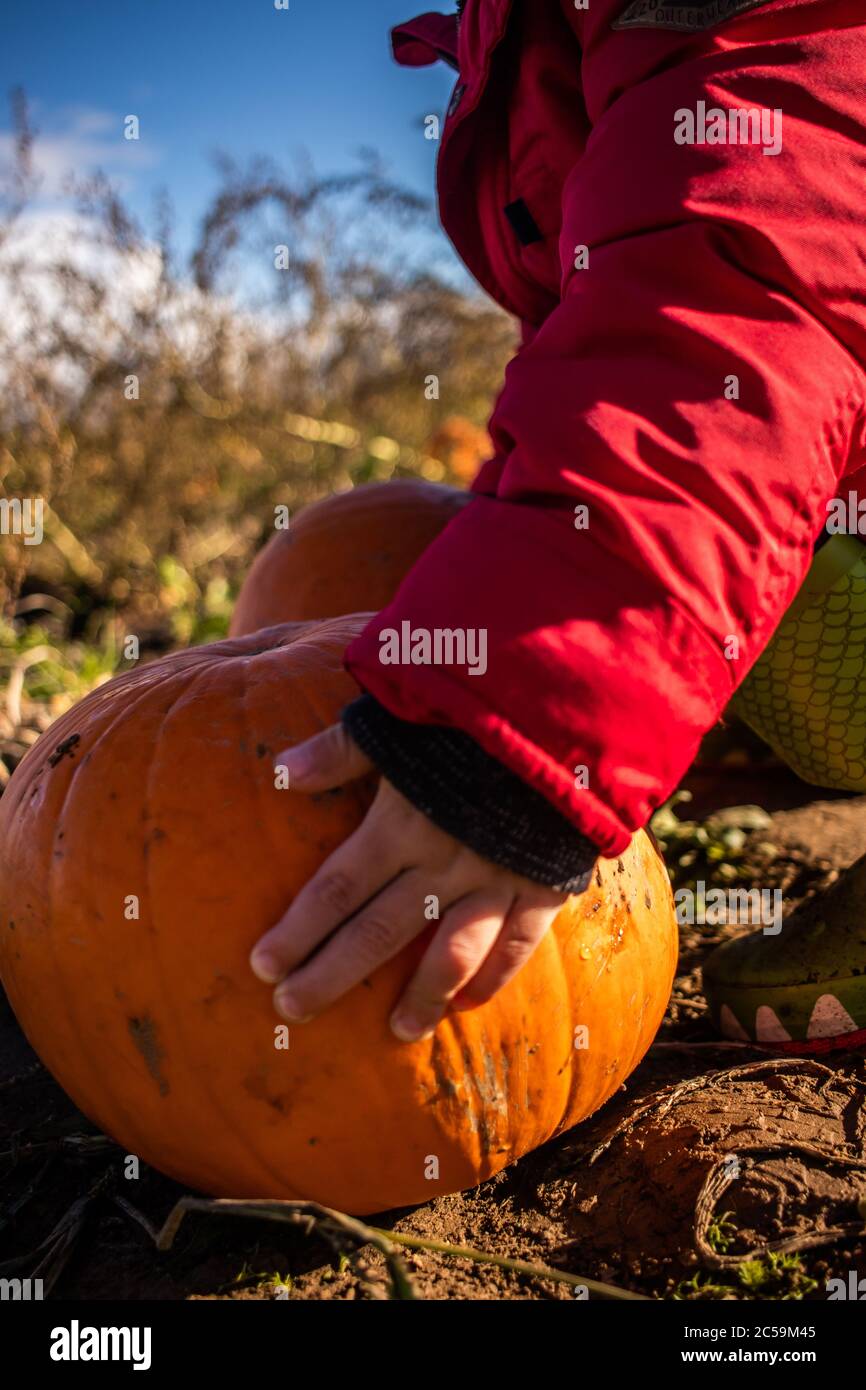 Un enfant s'est penché vers le bas pour ramasser une citrouille dans un timbre de citrouille Banque D'Images