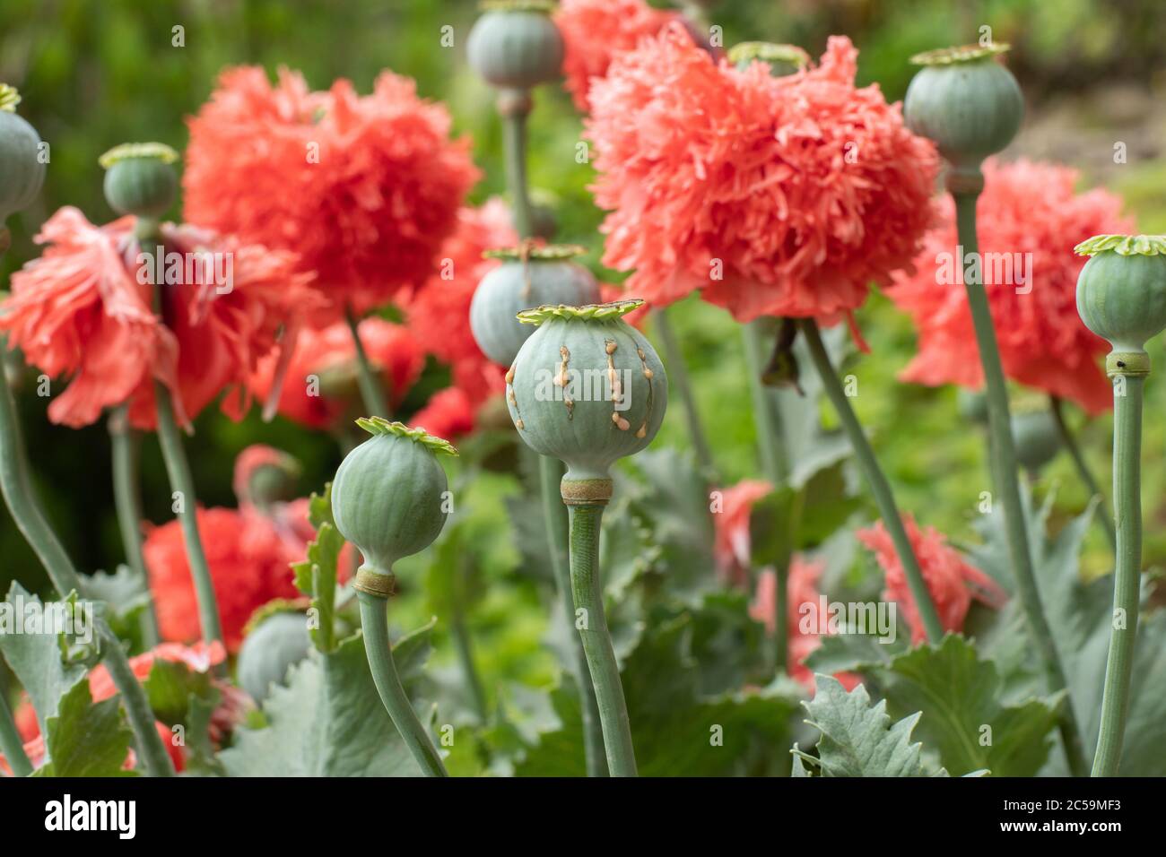 Gousses de pavot à opium avec du latex d'opium prêtes à la récolte Banque D'Images