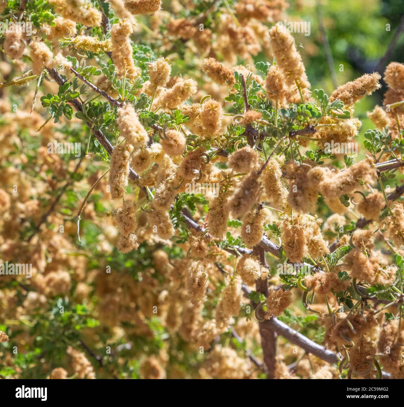 Arbres de velours Mesquite dans le désert d'Arizona à Bloom Banque D'Images