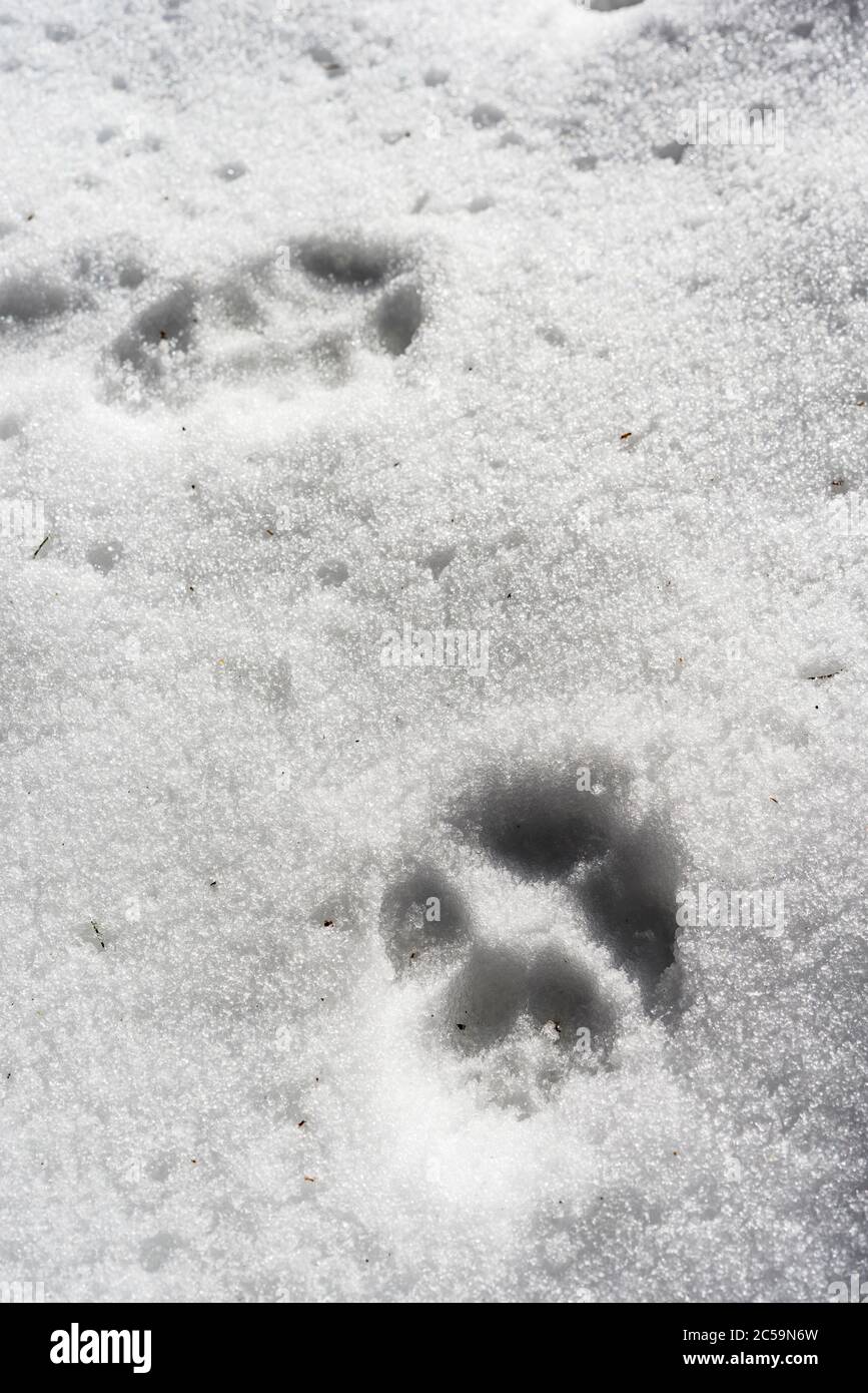 France, Drôme, Parc naturel régional du Vercors, Saint Agnan en Vercors, sentier des loups Banque D'Images