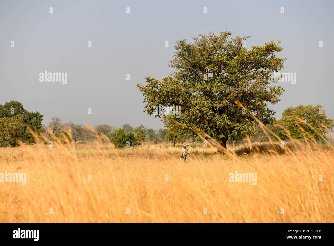 Afrique, Afrique de l'Ouest, Bénin, Natitinqou. Un homme africain marche à travers un champ de blé dans le nord du Bénin. Banque D'Images