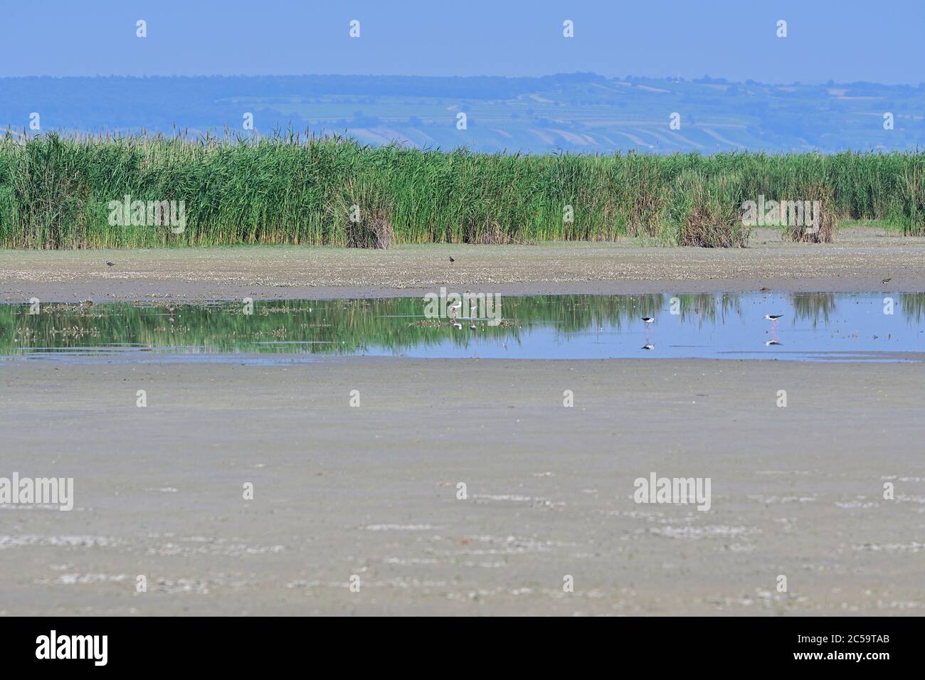 Illmitz, Burgenland, Autriche. Patrimoine mondial de l'UNESCO, paysage culturel Neusiedler See (lac Neusiedl). Banque D'Images