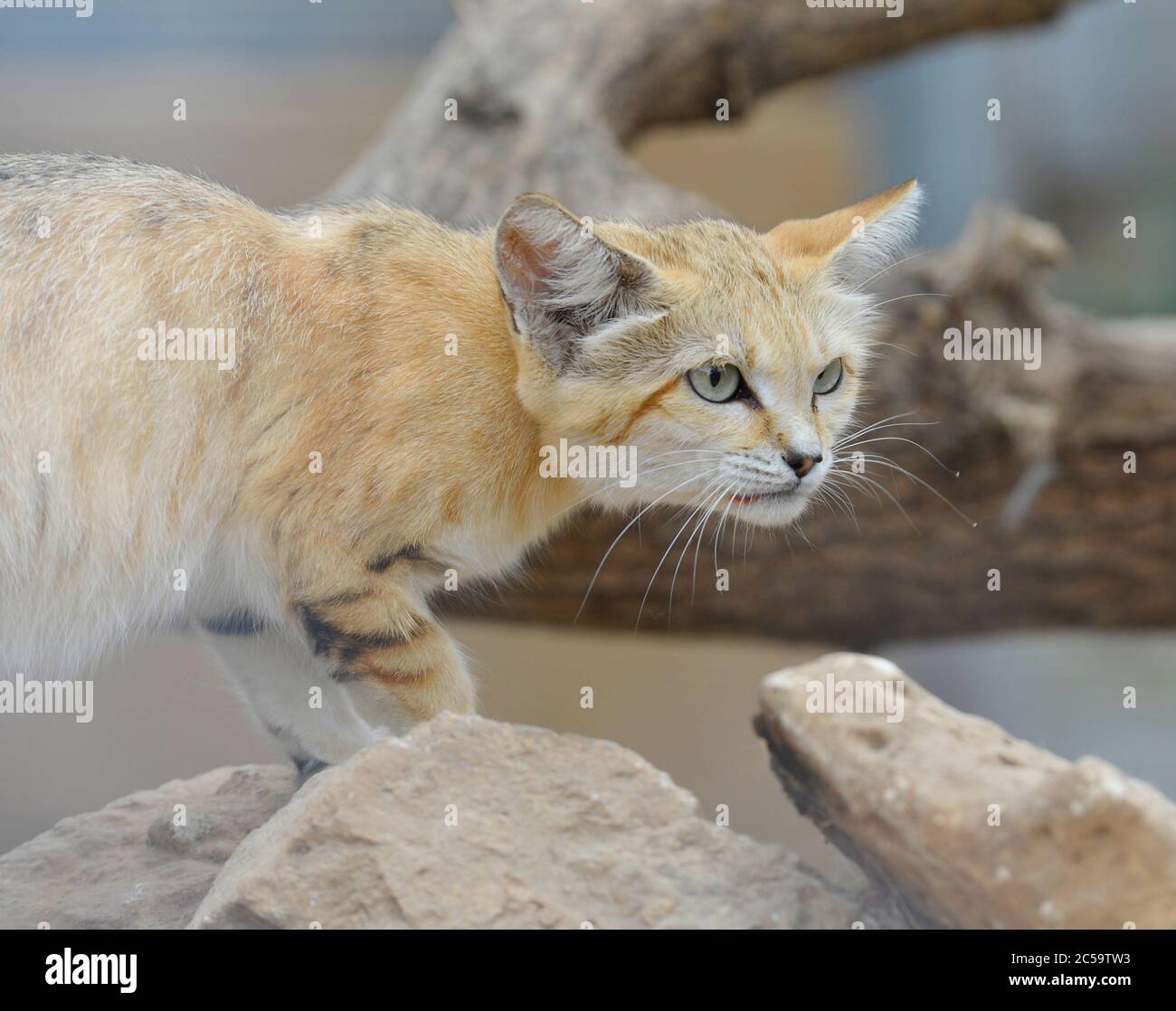 Chat de sable Banque D'Images