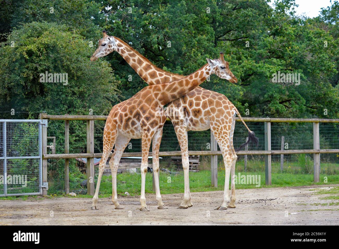 Paire de girafes au parc naturel de Mervent France Banque D'Images