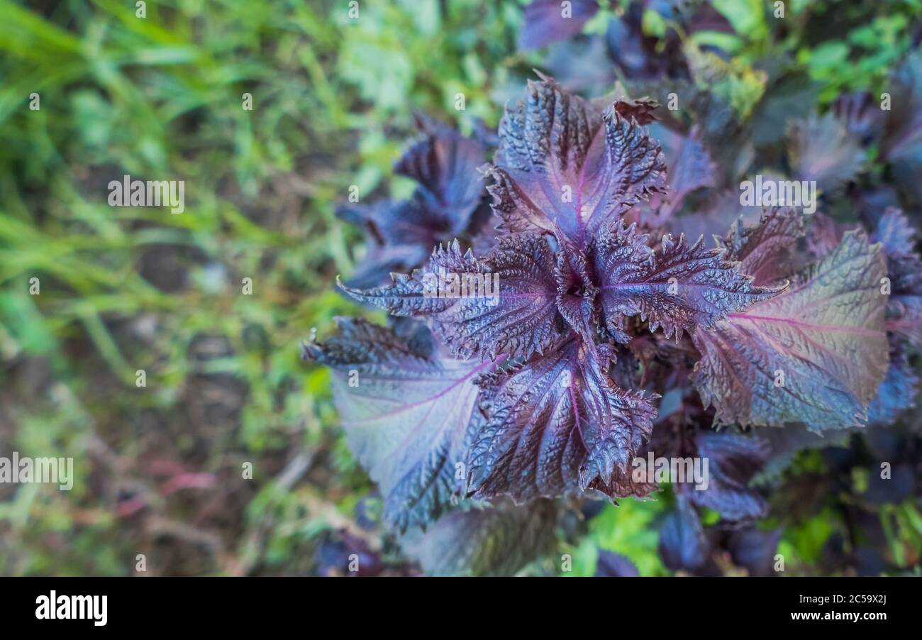 shiso plante violet neetle extérieur perilla frutescens feuilles à l' extérieur Photo Stock - Alamy