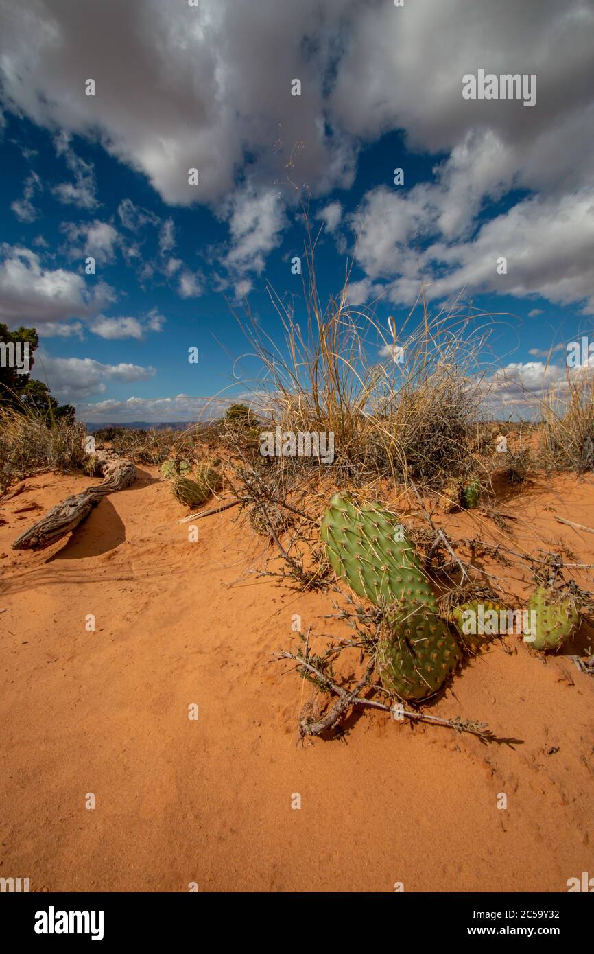 Sable et cactus sous un grand ciel dans le parc national de Canyonlands, Utah Banque D'Images
