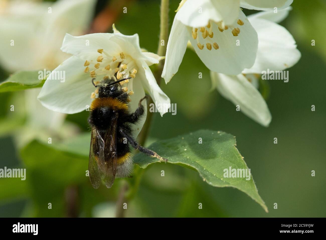 Bumblebee (Bombus) collectant le pollen d'une fleur Banque D'Images