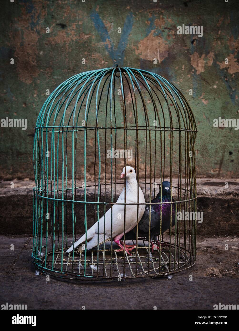Cage à oiseaux antique Banque de photographies et d'images à haute  résolution - Alamy