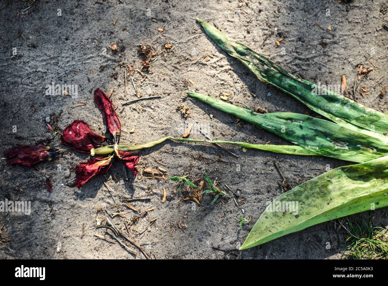 fleur de tulipe flétristée, piétinée sur le sol. Gros plan. Le concept de la mort, du vieillissement, du déclin. Décadence Banque D'Images