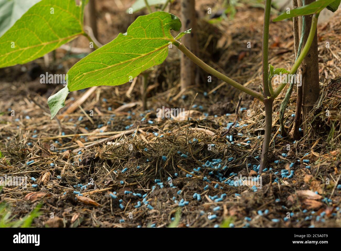 Dispersion des granules de limaces et d'escargots autour de la base des haricots sur les boutures d'herbe broyée pour éviter que les plantes ne soient mangées Banque D'Images