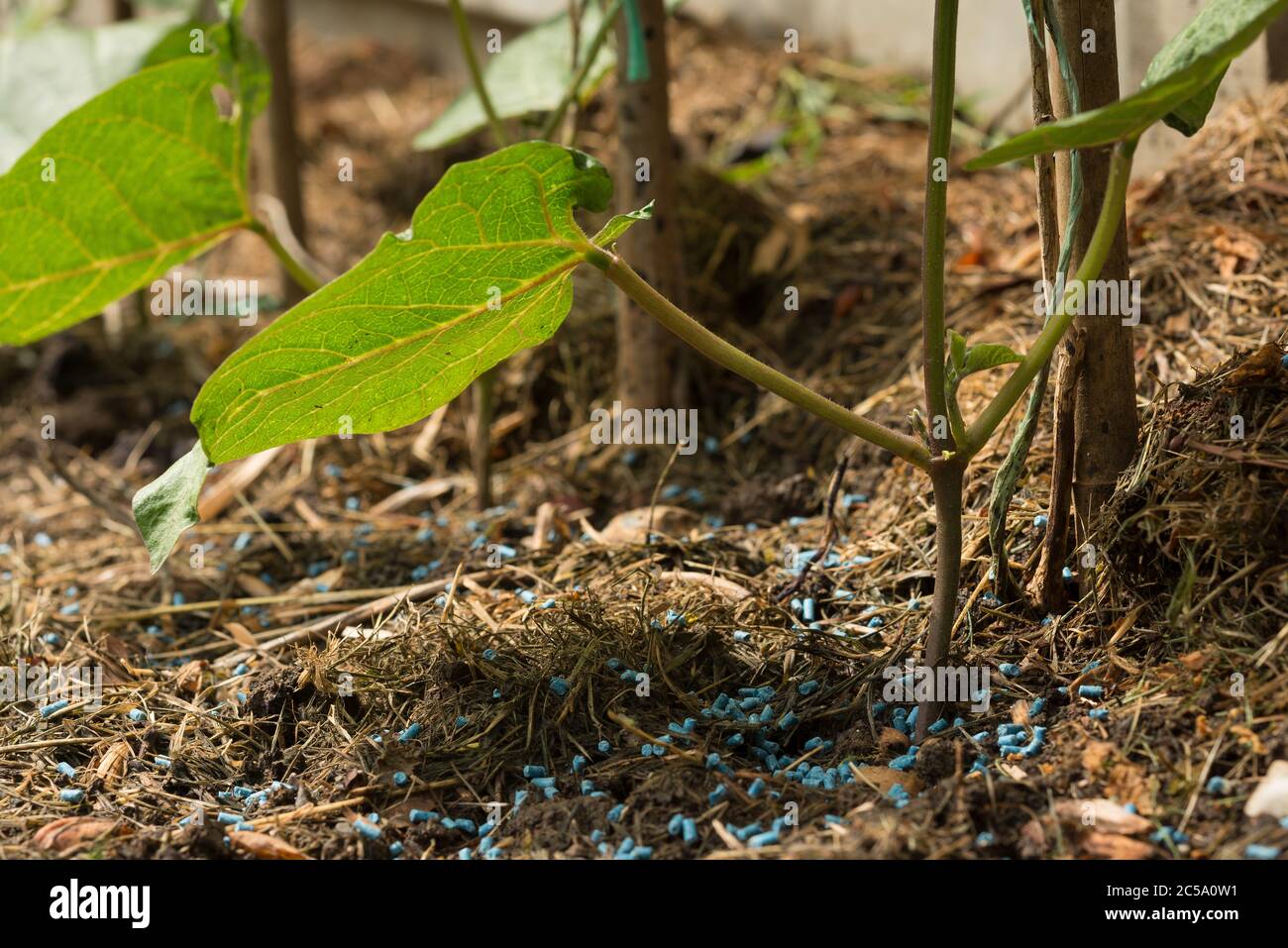 Dispersion des granules de limaces et d'escargots autour de la base des haricots sur les boutures d'herbe broyée pour éviter que les plantes ne soient mangées Banque D'Images