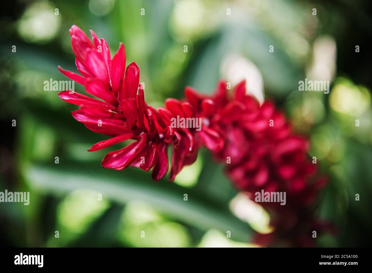Fleur de gingembre rouge, Viñales Valley, Cuba, Amérique centrale Banque D'Images