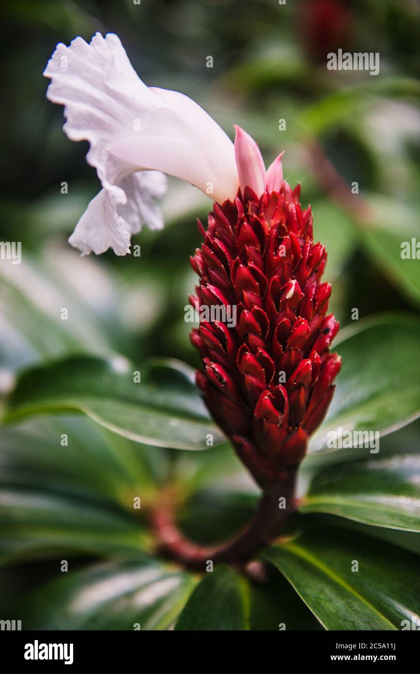 Fleur de gingembre rouge à fleur blanche, vallée de Viñales, Cuba, Amérique centrale Banque D'Images