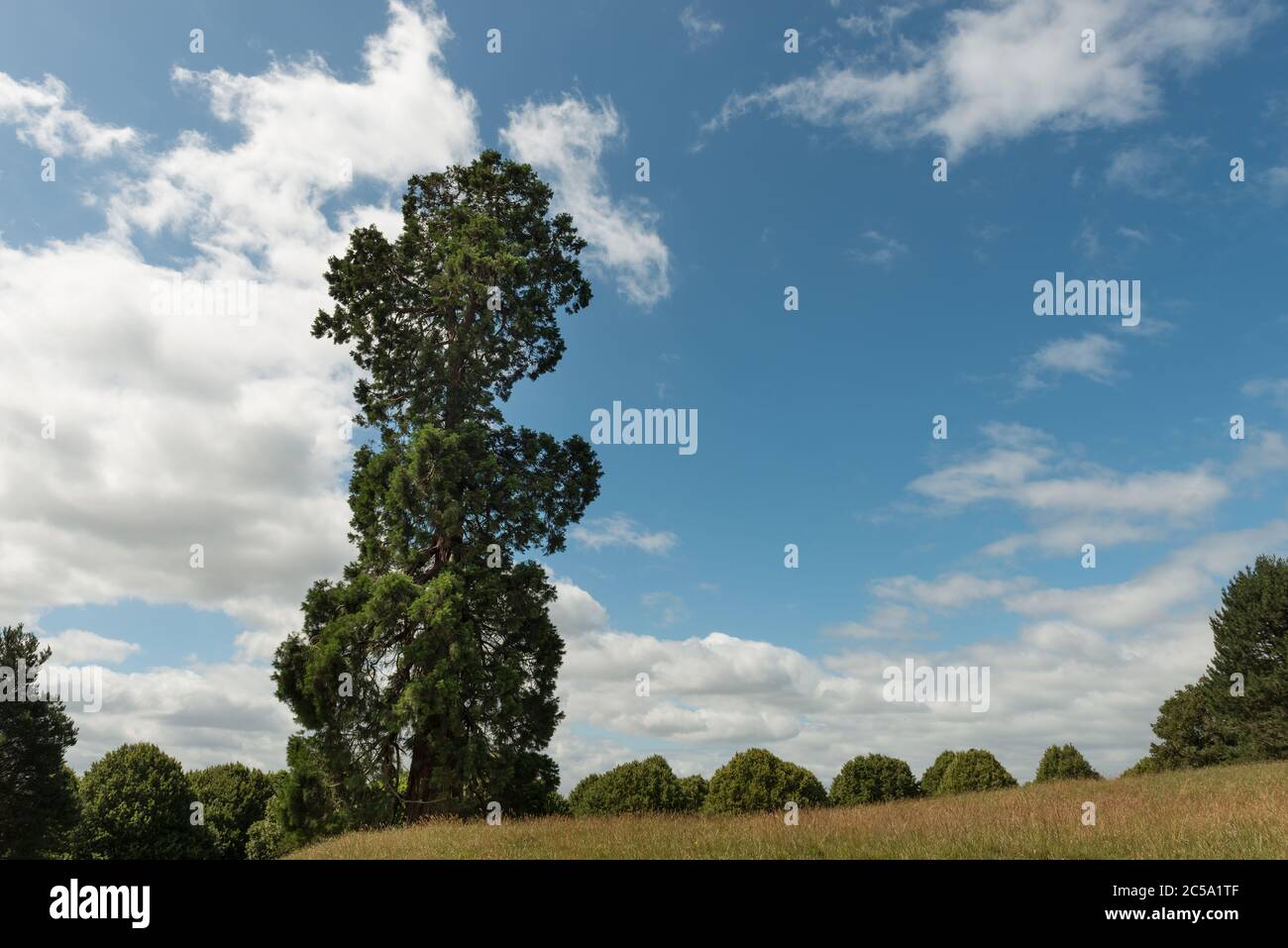 Sequoiadendron giganteum, arbre de Wellingtonia, distingué dehors seul en partie formé de cette façon de son isolement des autres par le vent Banque D'Images