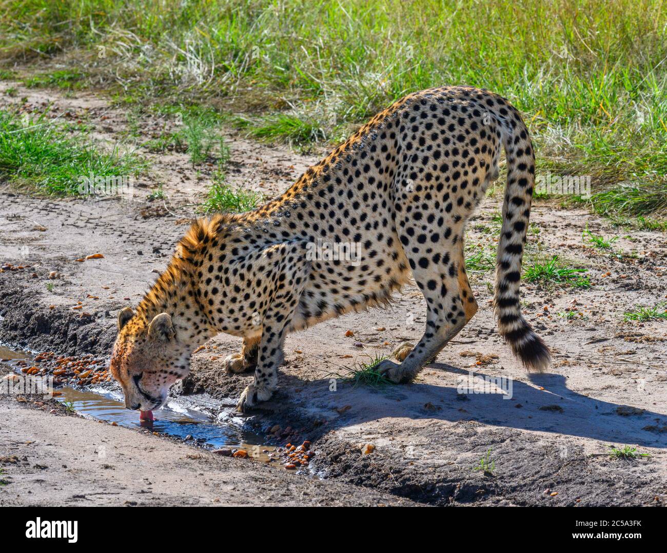 Cheetah (Acinonyx jubatus), eau potable, réserve nationale de Masai Mara, Kenya, Afrique Banque D'Images