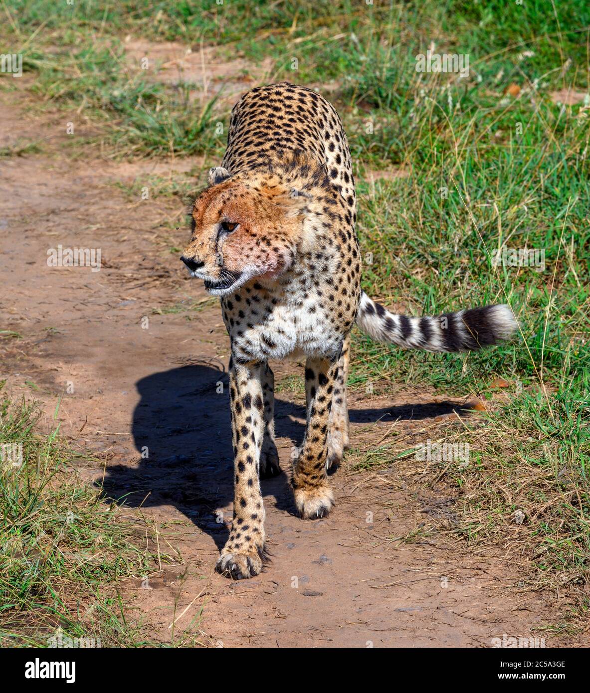 Cheetah (Acinonyx jubatus) marchant le long d'une route de terre dans la réserve nationale de Masai Mara, Kenya, Afrique Banque D'Images