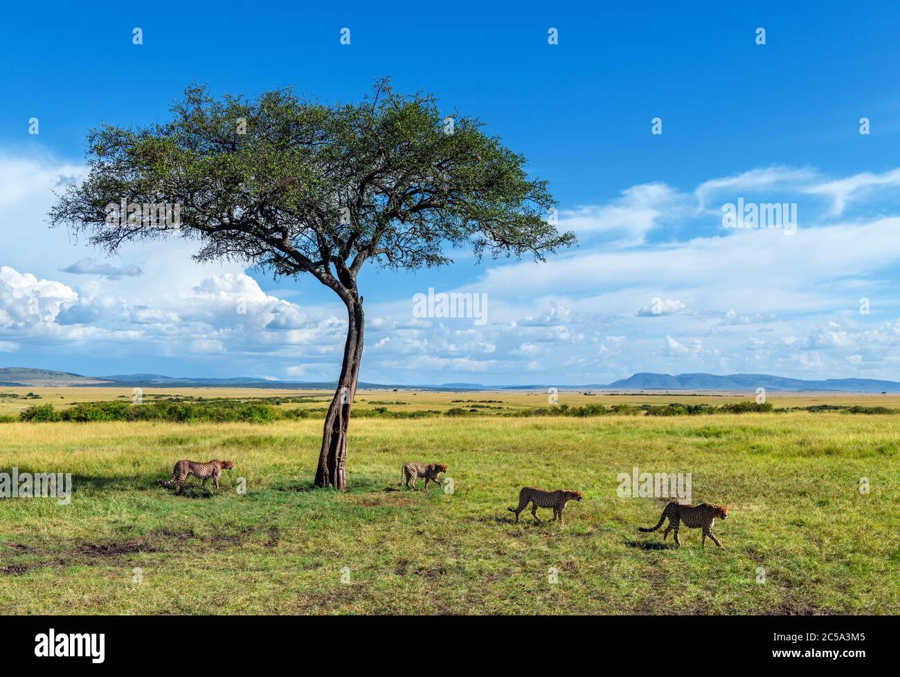 Cheetah (Acinonyx jubatus). Groupe de cheetahs dans la réserve nationale de Masai Mara, Kenya, Afrique Banque D'Images