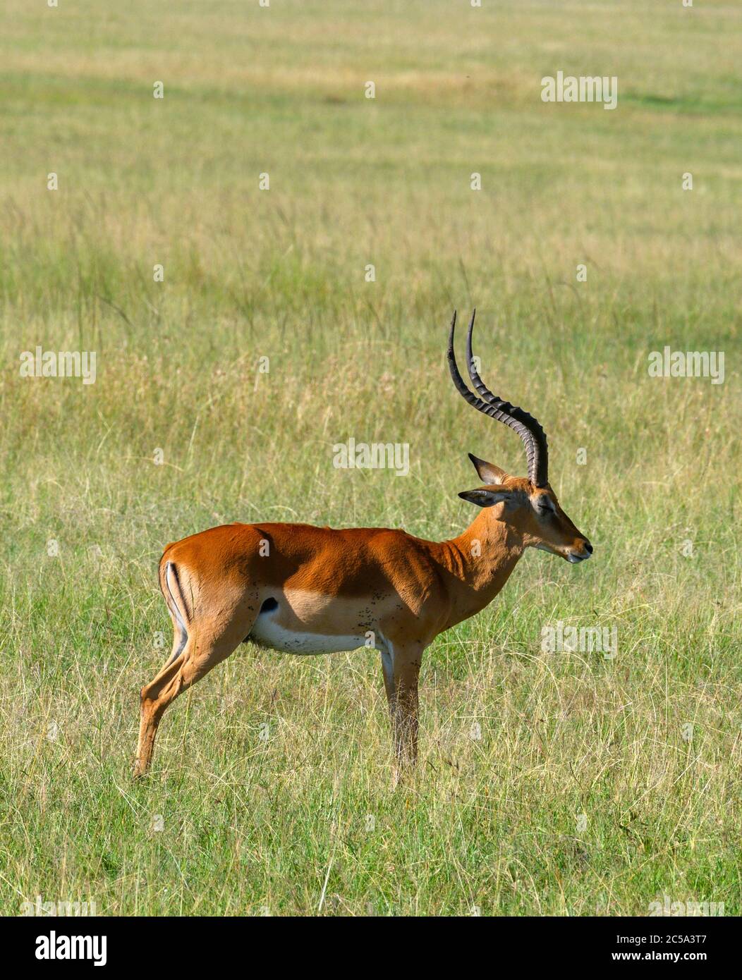 Homme Impala (Aepyceros melampus), réserve nationale Masai Mara, Kenya, Afrique Banque D'Images
