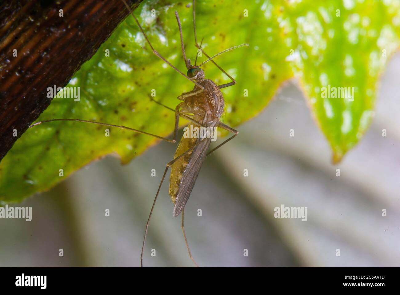 Le moustique de la maison commune (Culex pipipiens) Banque D'Images