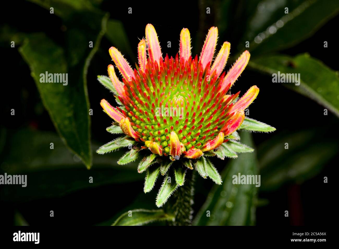 La fleur d'échinacée aux premiers stades de croissance Banque D'Images