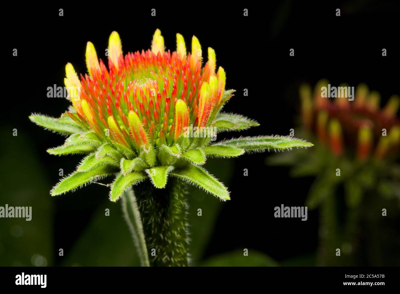 La fleur d'échinacée aux premiers stades de croissance Banque D'Images