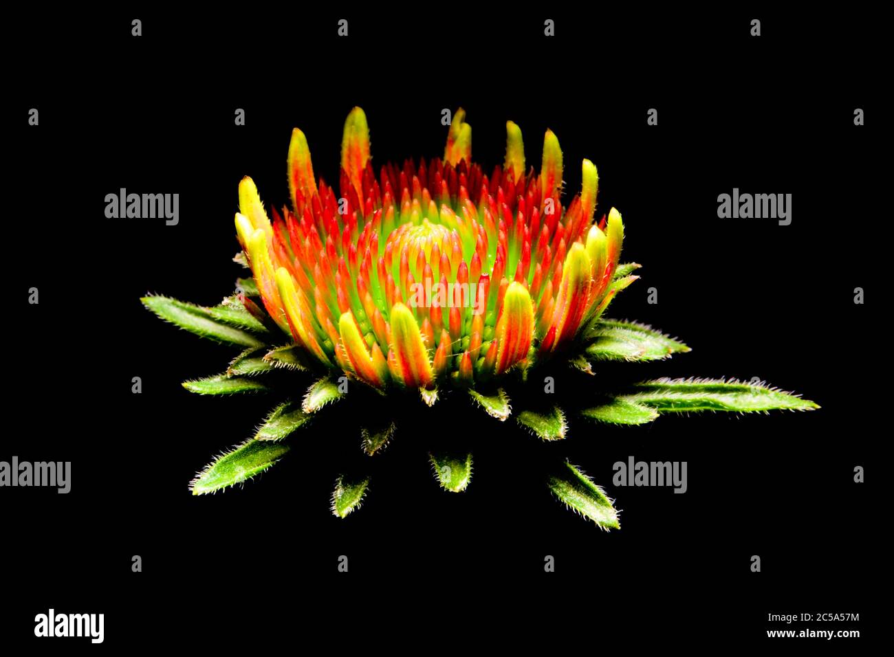 L'échinacée fleurit aux premiers stades de croissance sur fond noir Banque D'Images