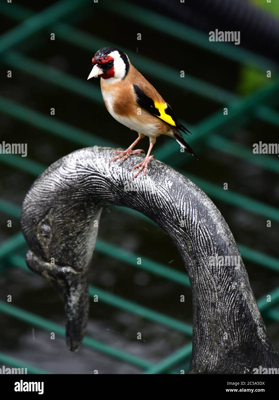 Goldfinch perchée sur l'ornement de jardin Banque D'Images Goldfinch perchée sur l'ornement de jardin Banque D'Images