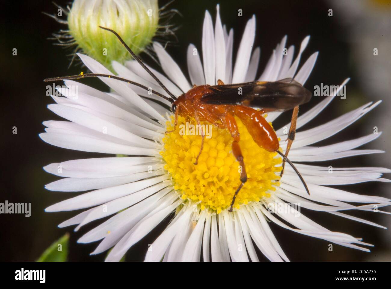 L'Ophion luteus (pilote Wasp) Banque D'Images