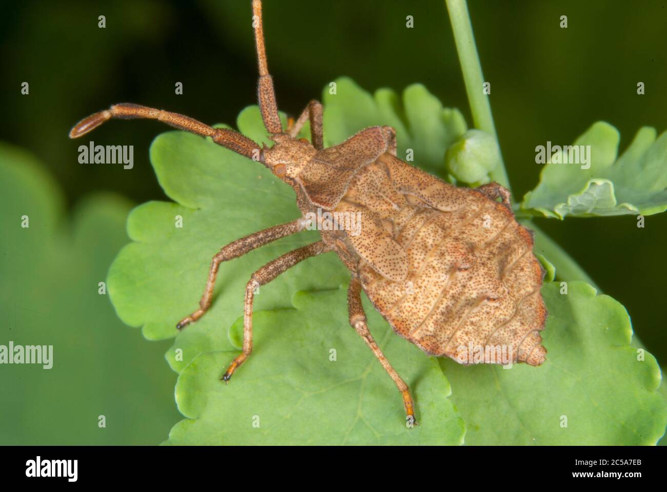 Le bogue du Dock (Coreus marginatus) Banque D'Images