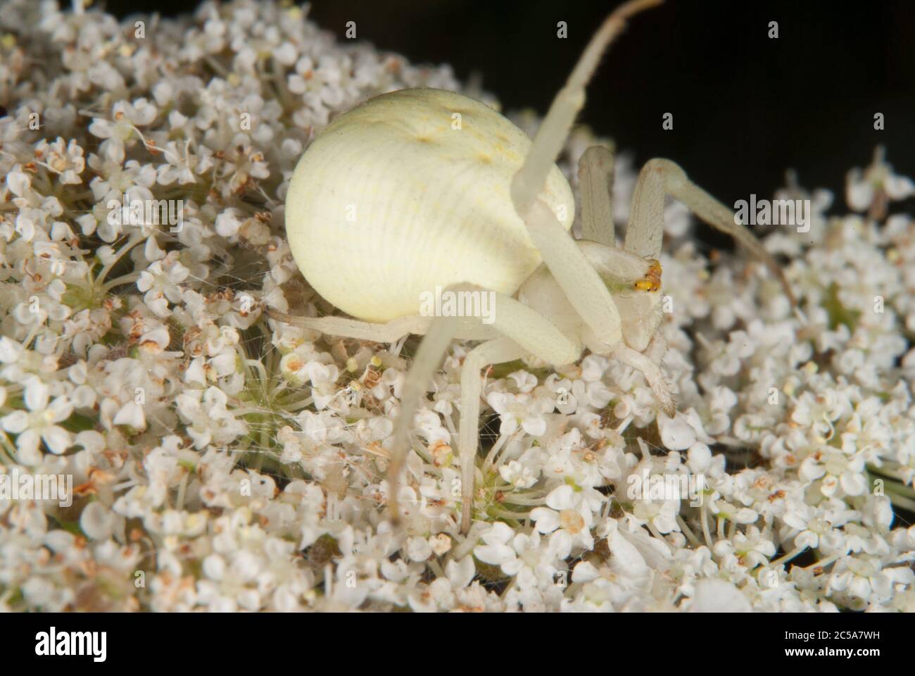 L'araignée de crabe (Misumena vatia) Banque D'Images