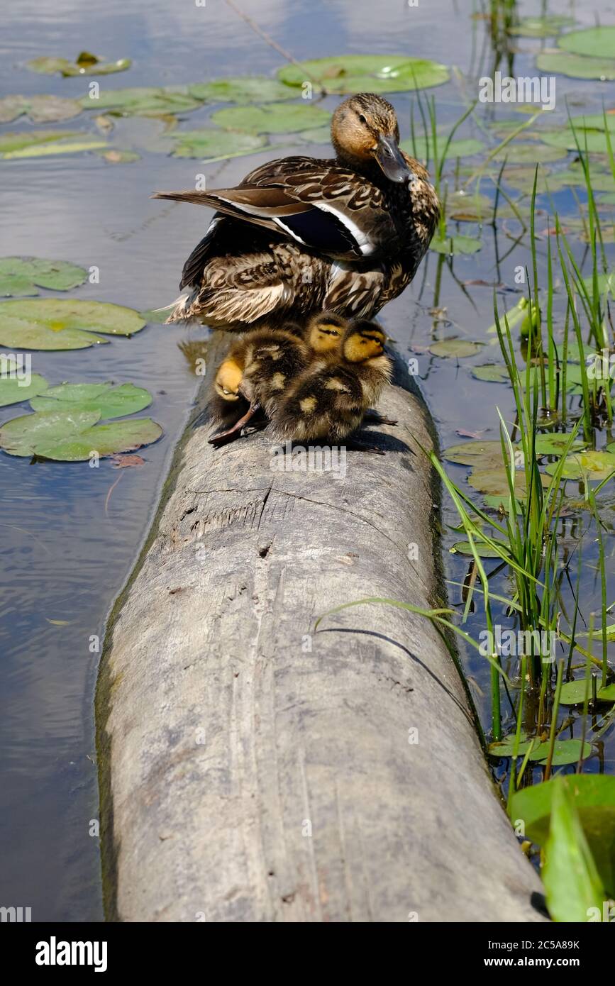 Le canard (Anas platyrynchos) et six mignons poussins se branchent sur une bûche près du bord d'un étang à Ottawa, Ontario, Canada. Banque D'Images