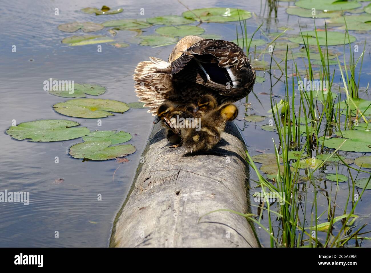 Le canard (Anas platyrynchos) et six mignons poussins se branchent sur une bûche près du bord d'un étang à Ottawa, Ontario, Canada. Banque D'Images