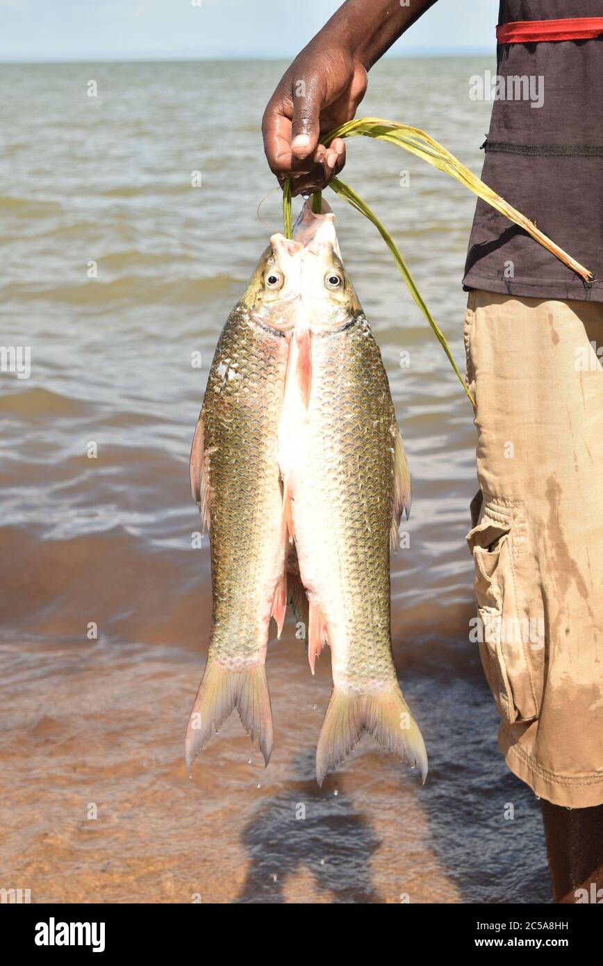 Pêcheur avec son transport au lac Turkana. Banque D'Images