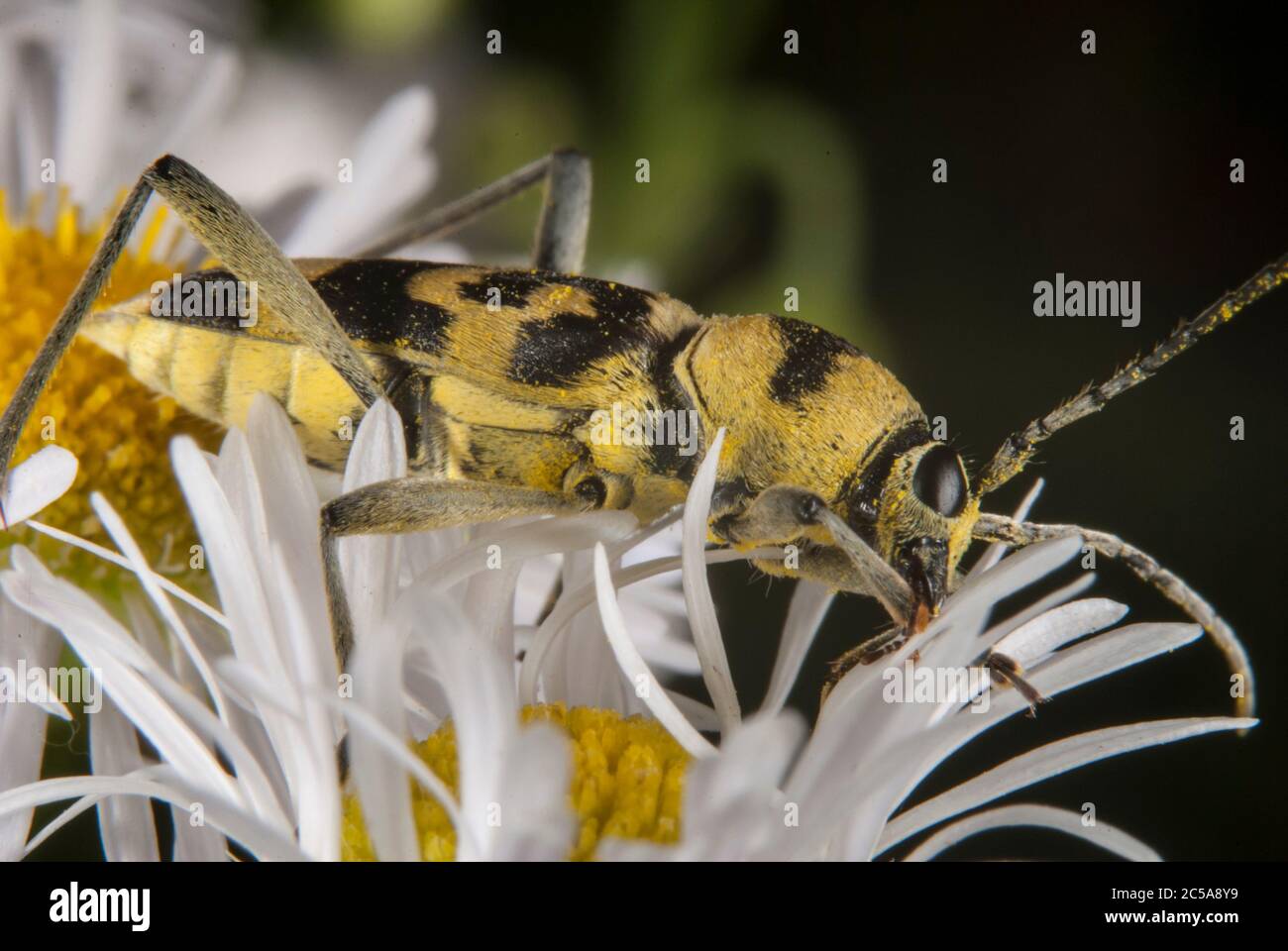 Le bois de la vigne (Chlorophorus varius) Banque D'Images