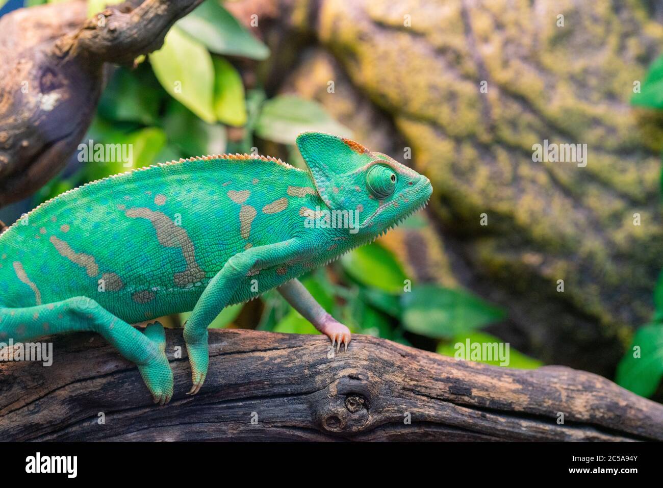 Baby Chameleon Banque D Image Et Photos Page 4 Alamy Baby Chameleon Banque D Image Et Photos Page 4 Alamy