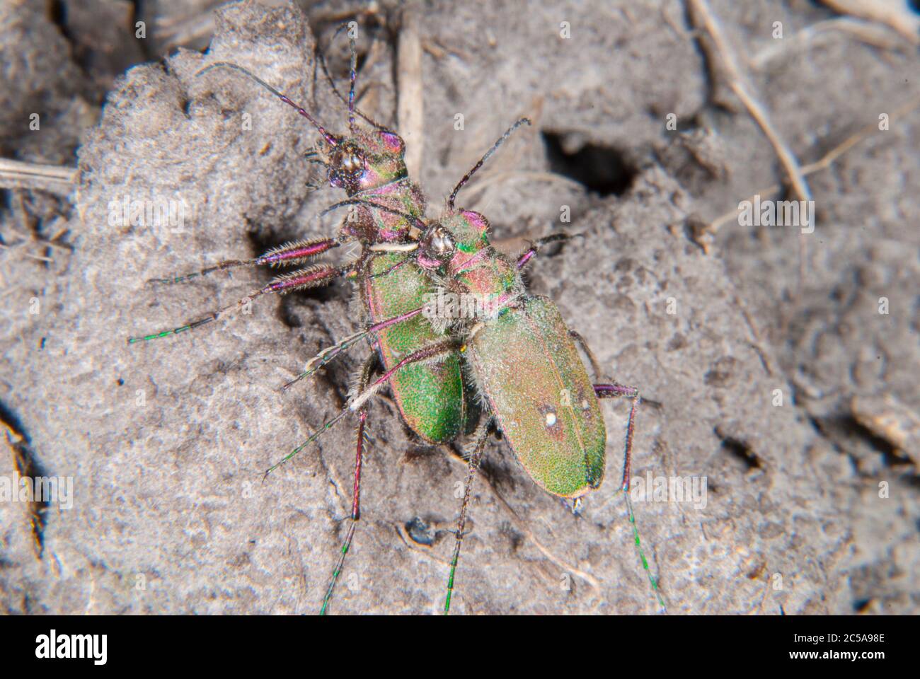 Le coléoptère du tigre vert (Cicindela campestris) Banque D'Images