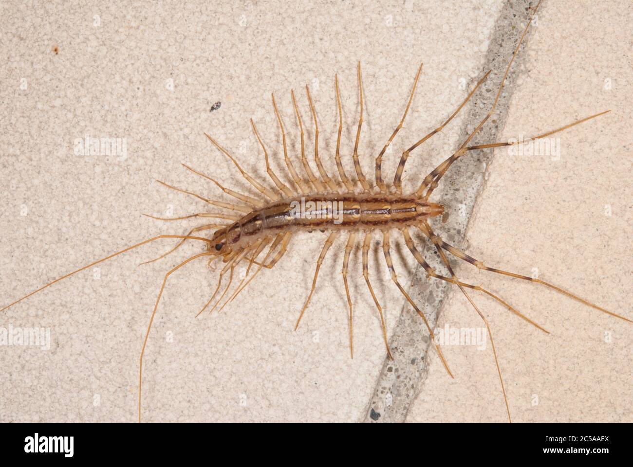 La Scutigera coleoptrata (House centipede) Banque D'Images