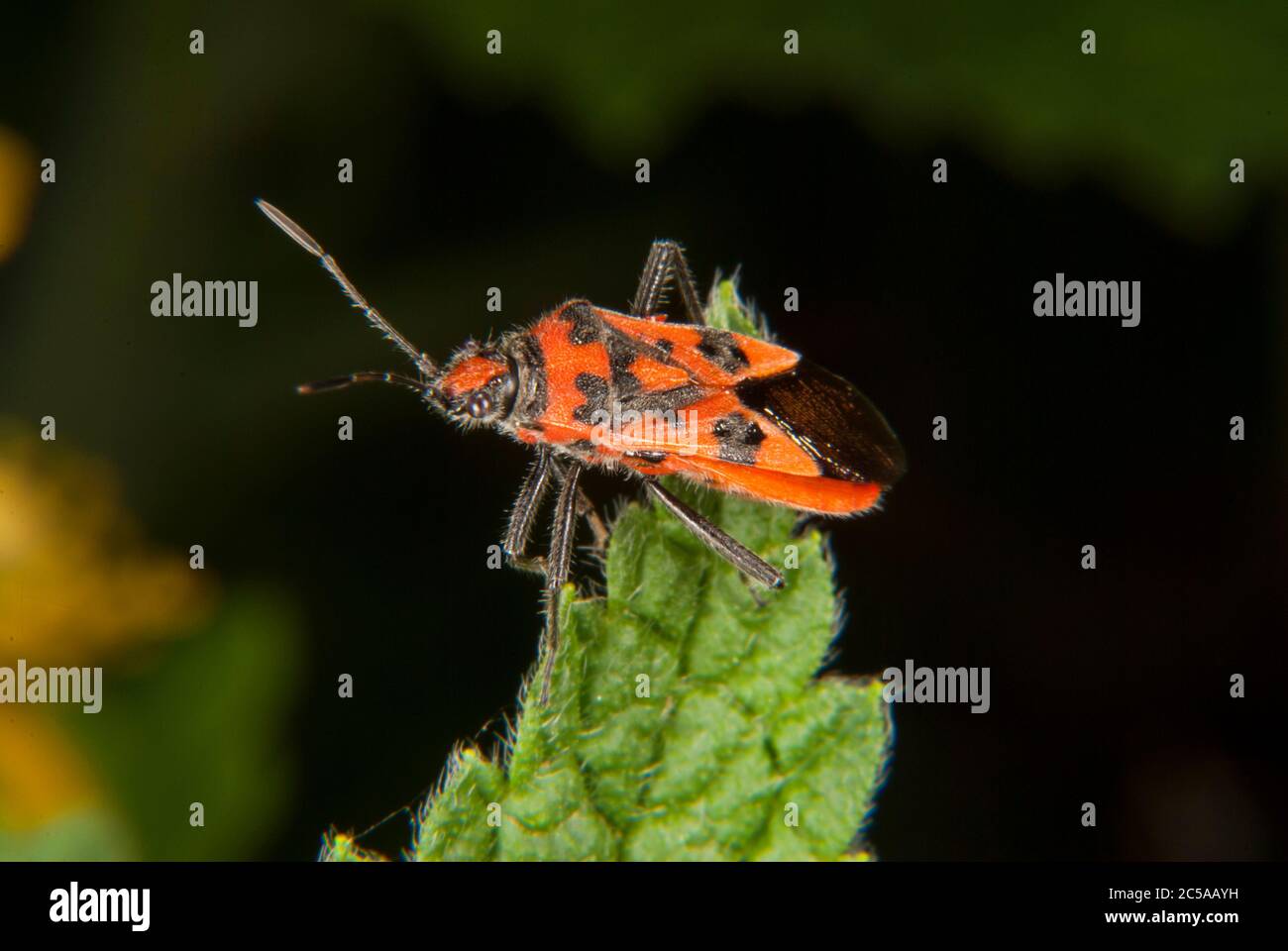 La punaise de cannelle ou la punaise de courge noire et rouge Banque D'Images